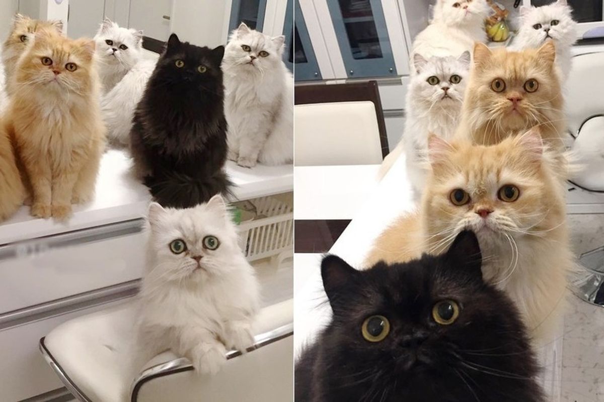 12 cats begging for food every meal time