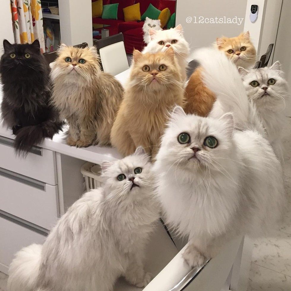 12 persian cats begging for breakfast food