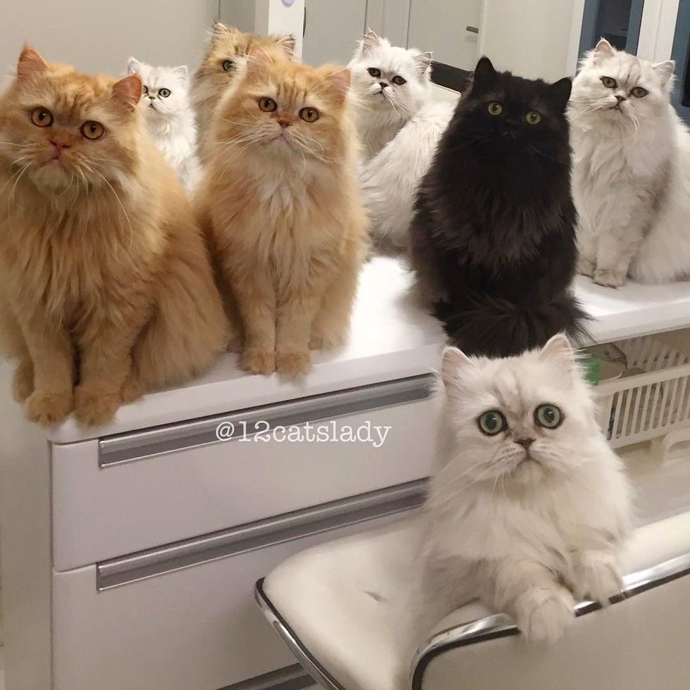 12 persian cats begging for breakfast food