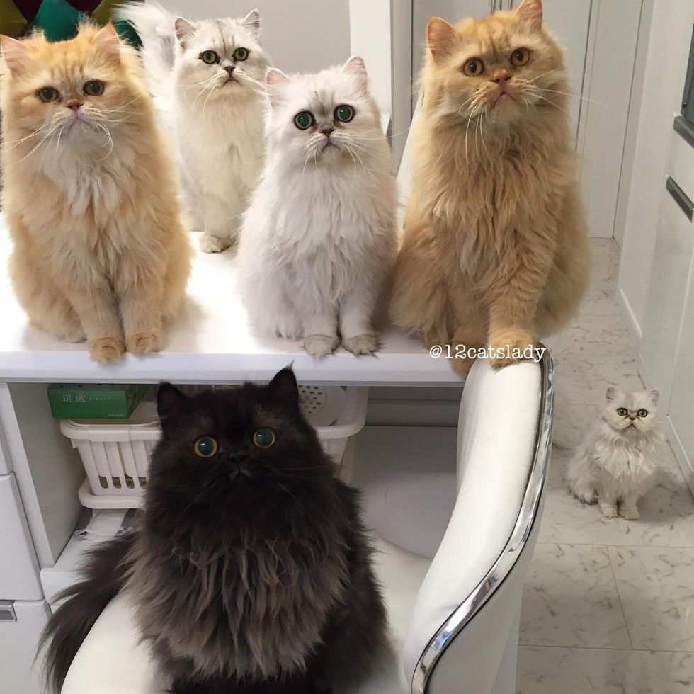12 persian cats begging for breakfast food