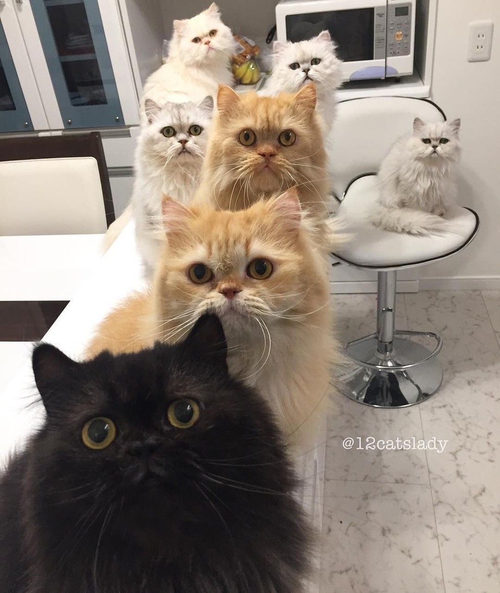 12 persian cats begging for breakfast food