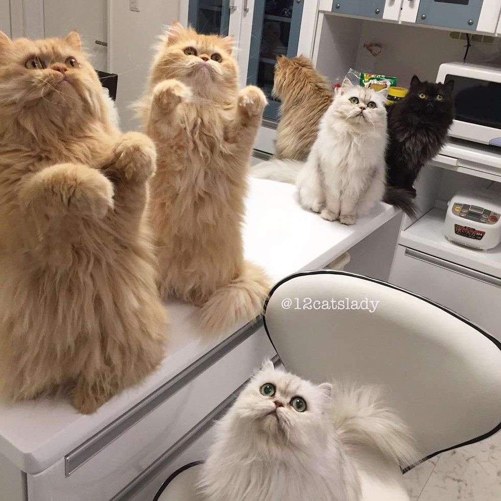 12 persian cats begging for breakfast food