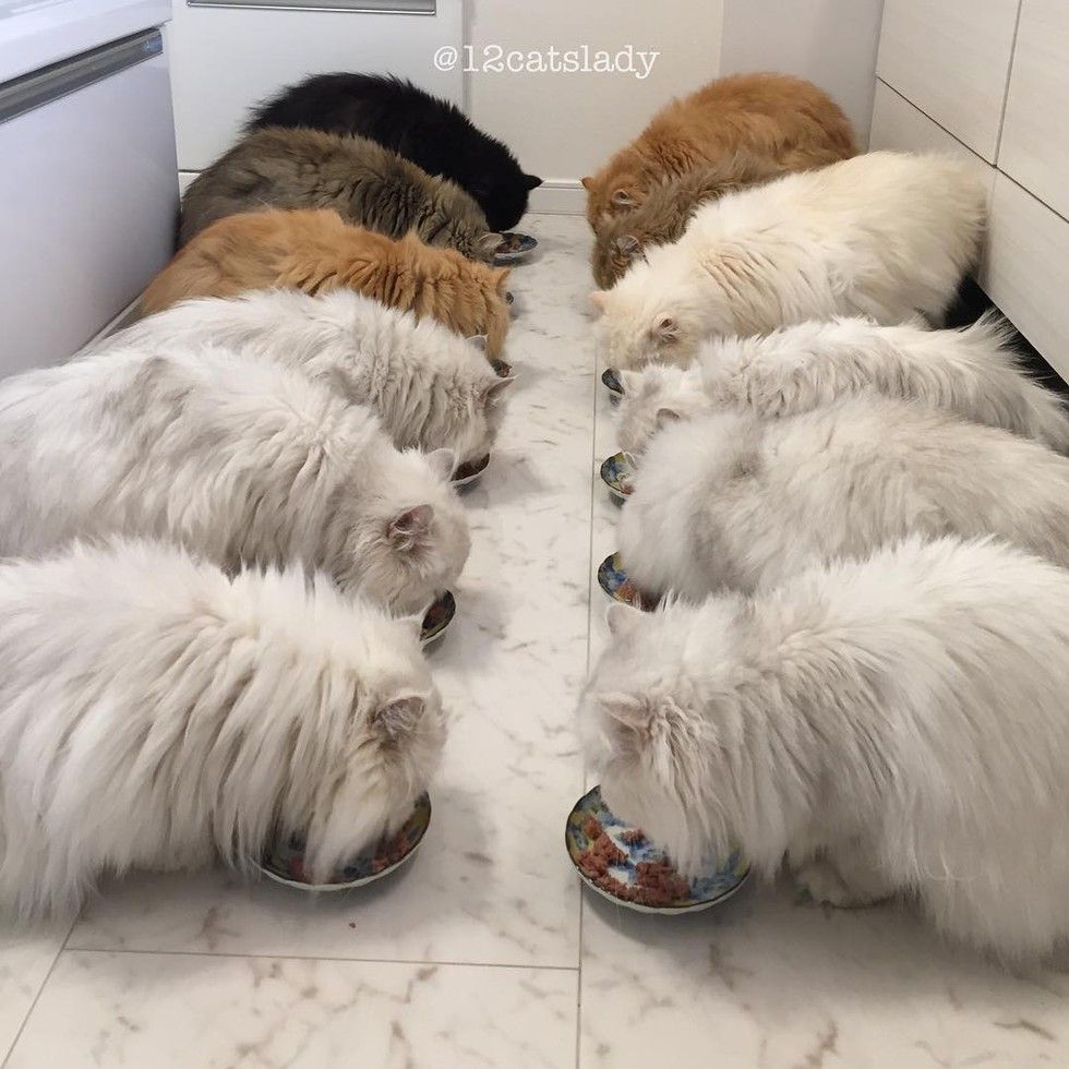 12 persian cats eating