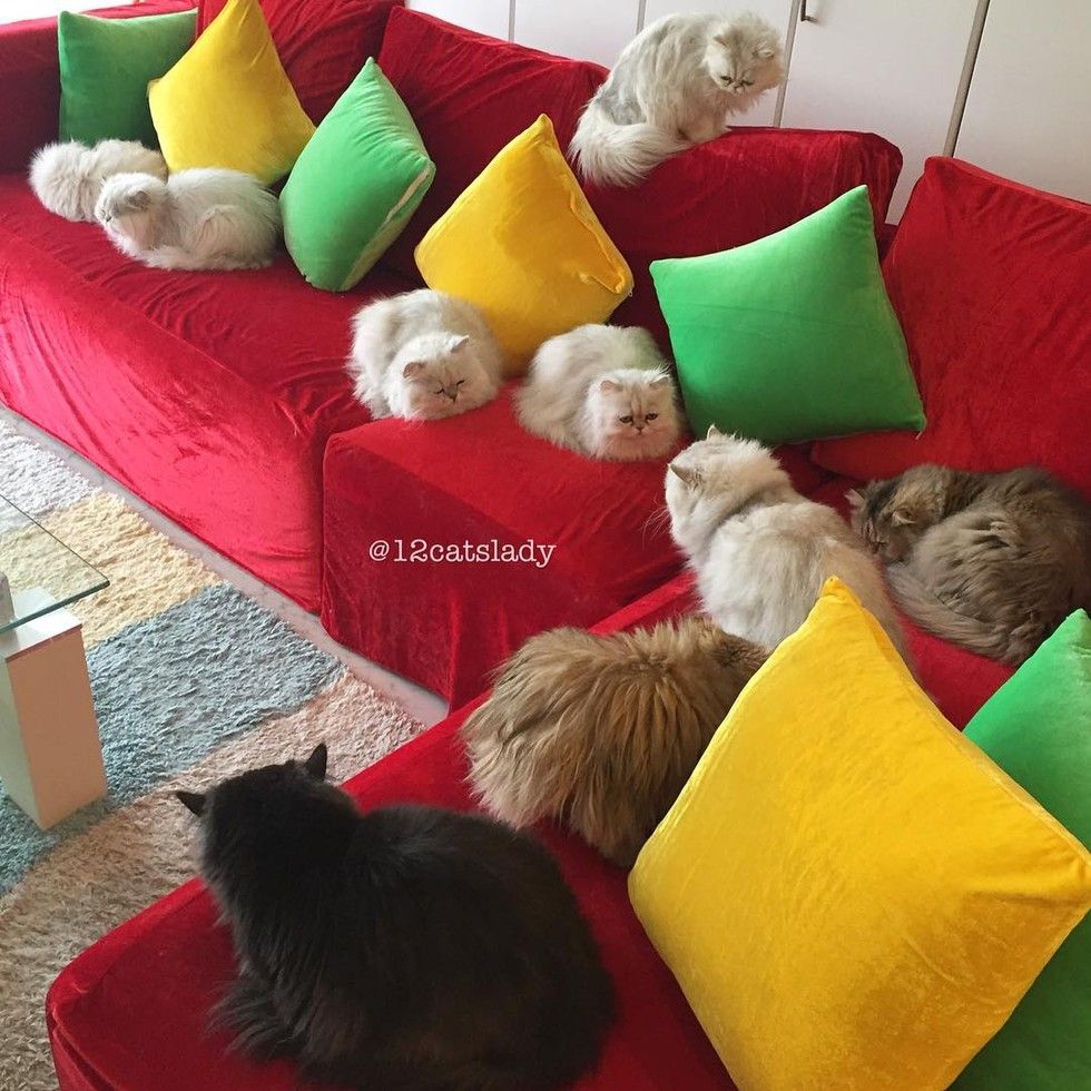 12 persian cats hanging out on couch