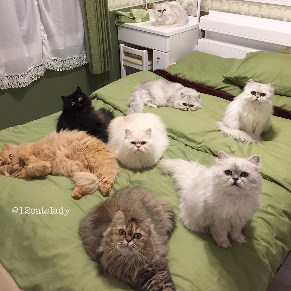 12 persian cats occupying bed