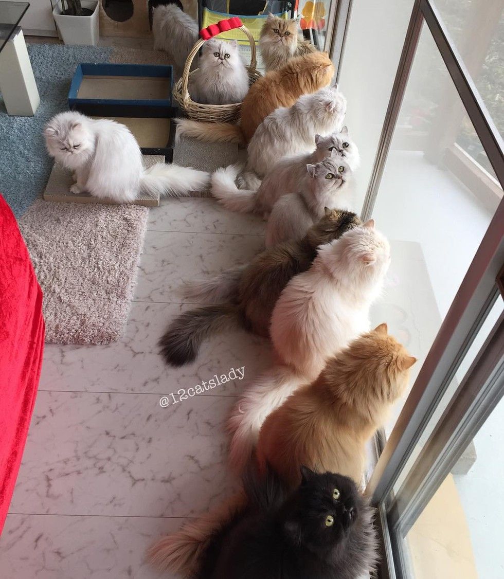 12 persian cats watching bird tv