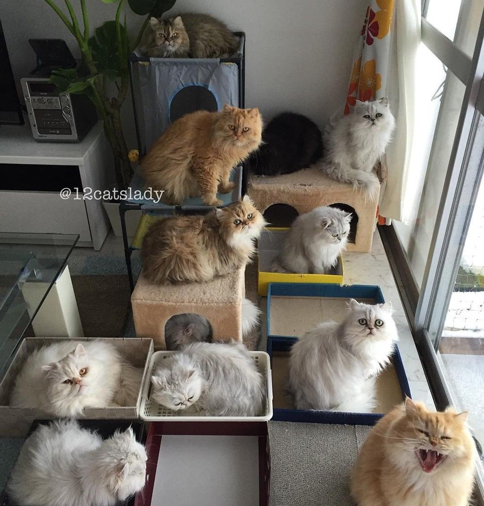 12 persian cats