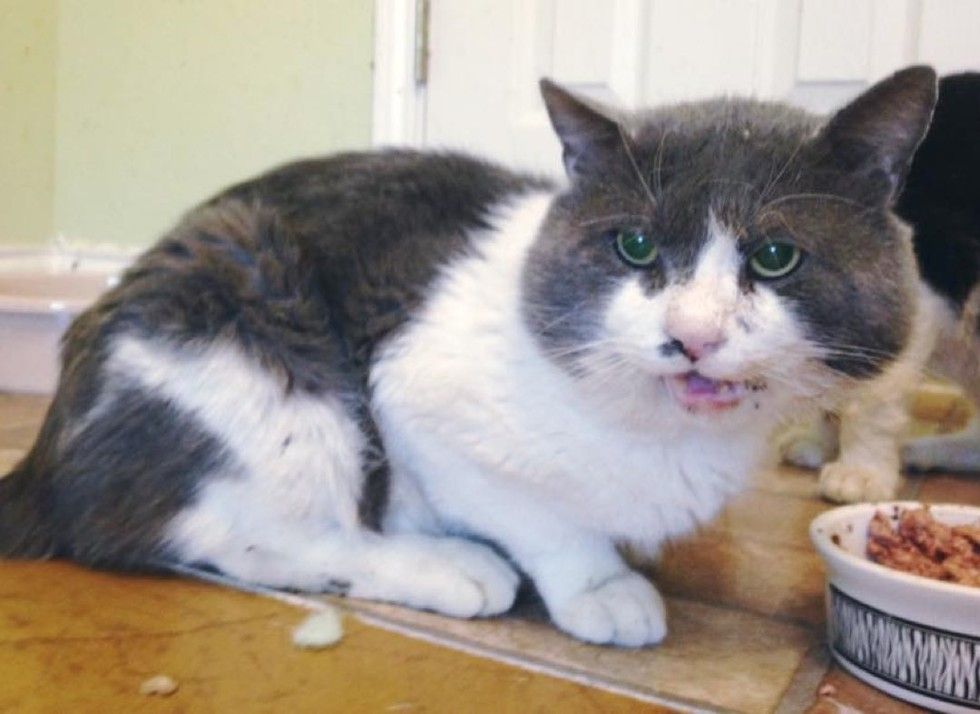 13 year old rescue blind cat with chubby cheeks