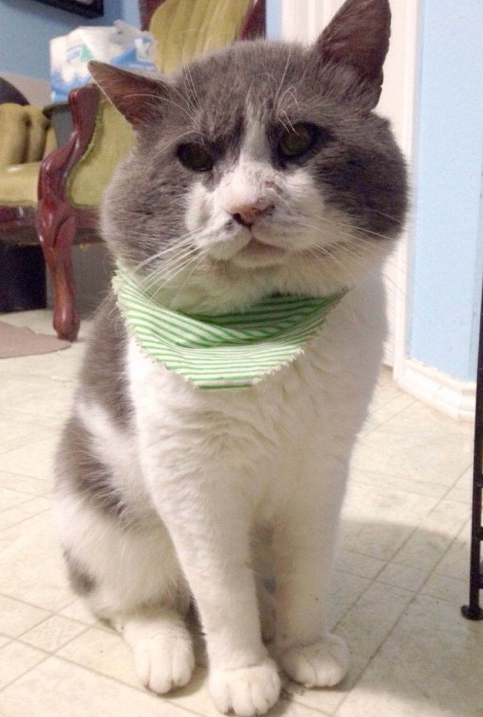 13 year old rescue blind cat with chubby cheeks