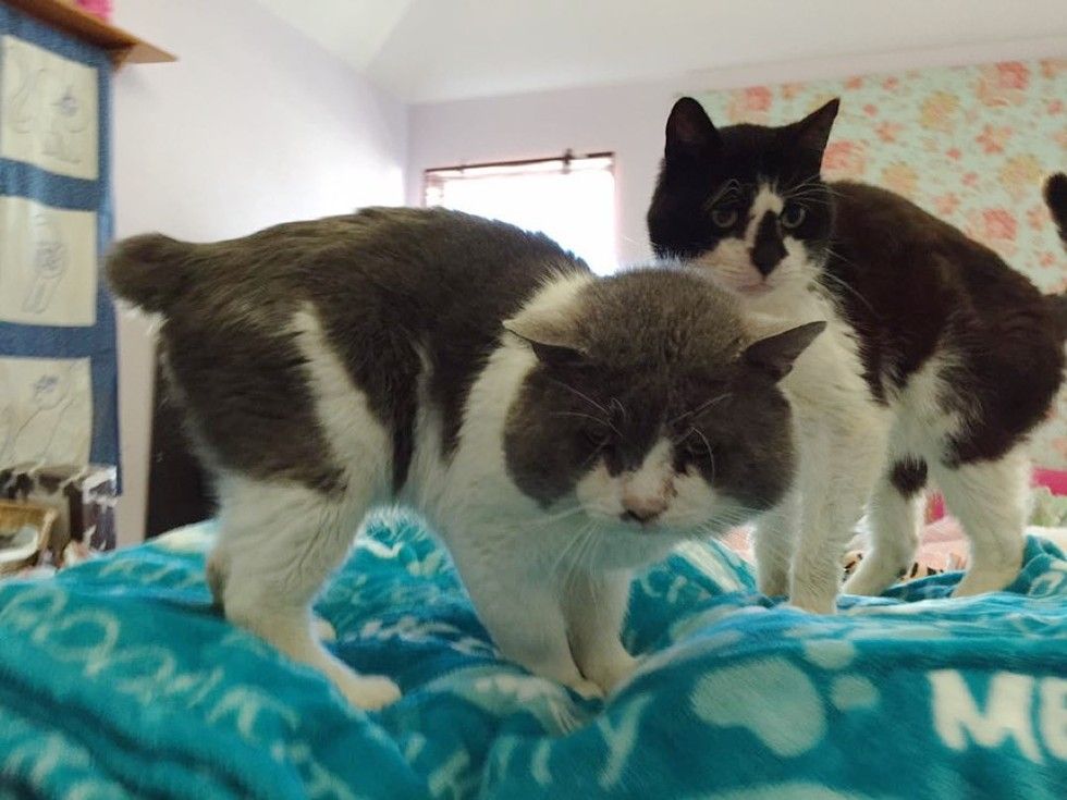 13 year old rescue blind cat with chubby cheeks