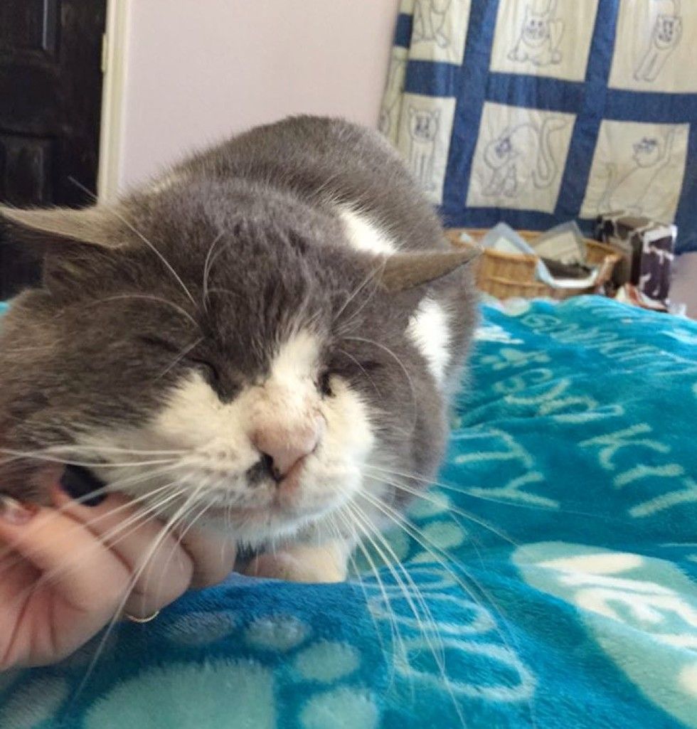 13 year old rescue blind cat with chubby cheeks