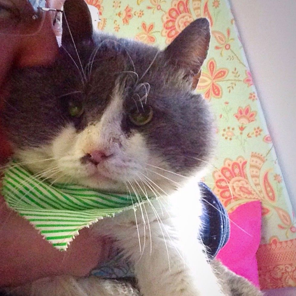 13 year old rescue blind cat with chubby cheeks