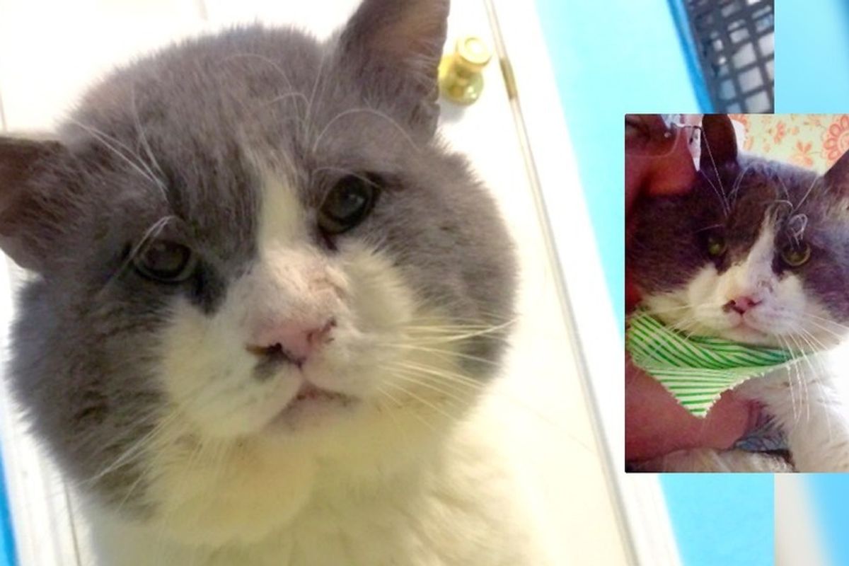 13 year old rescue blind cat with chubby cheeks