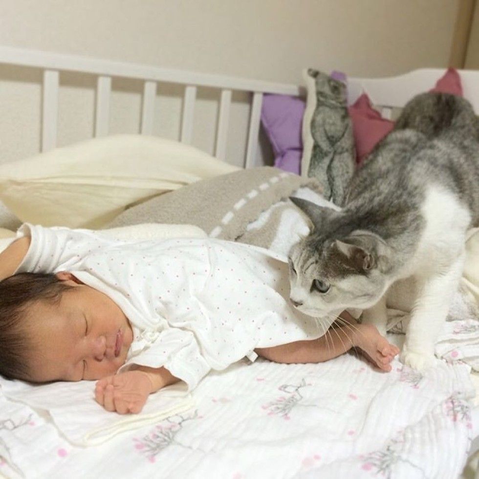 15 year old cat guards baby sister