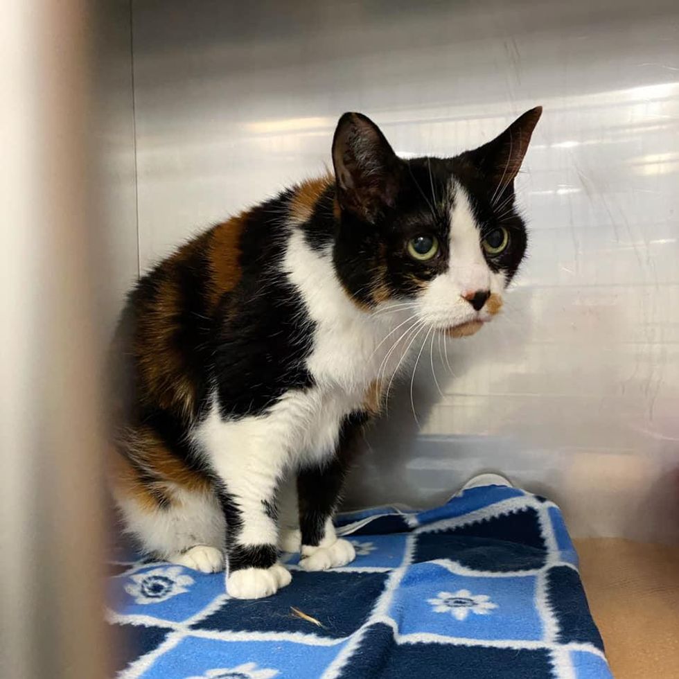 17 years old, senior cat, calico