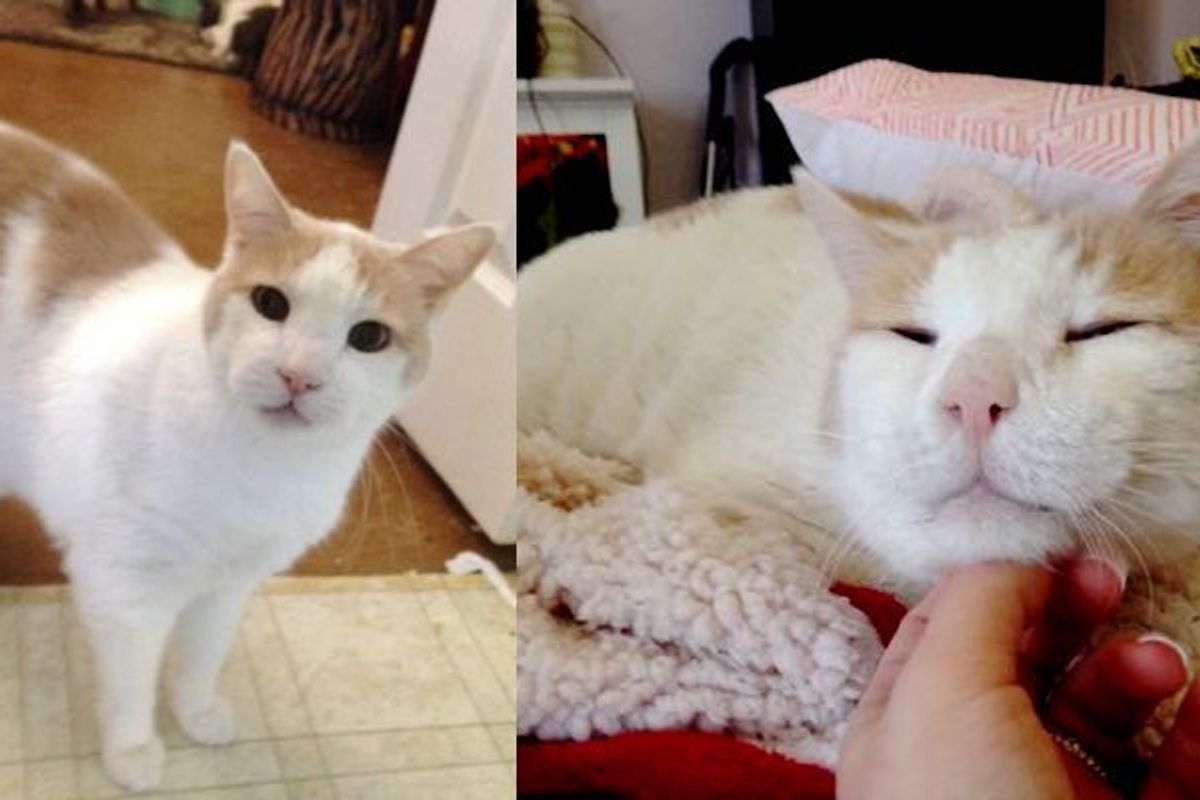 18 year old shelter cat got his very own bed