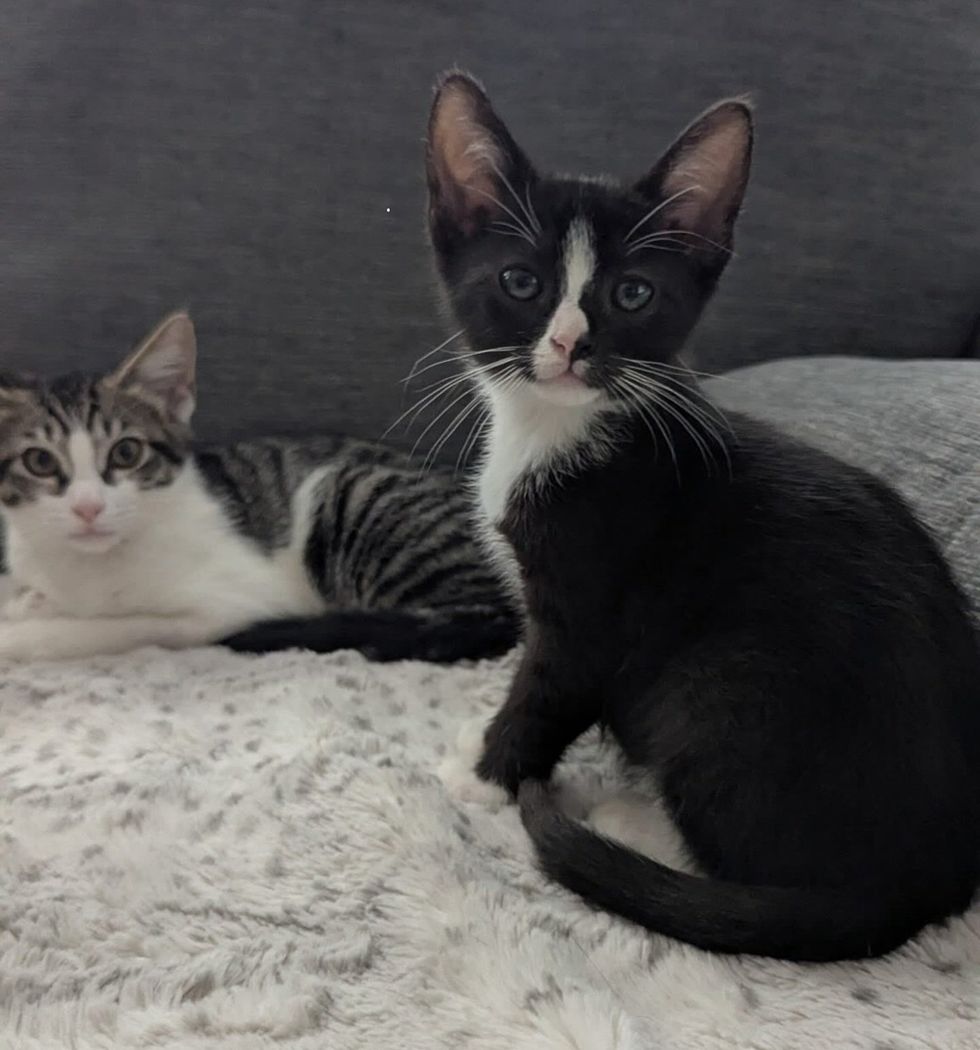 2 cats friendly looking at the camera for a photo
