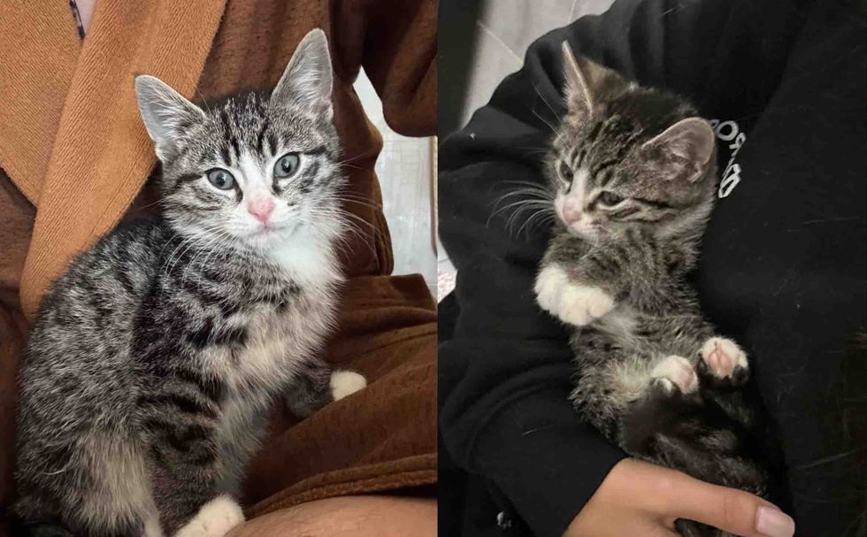 2 kittens with their adpotors