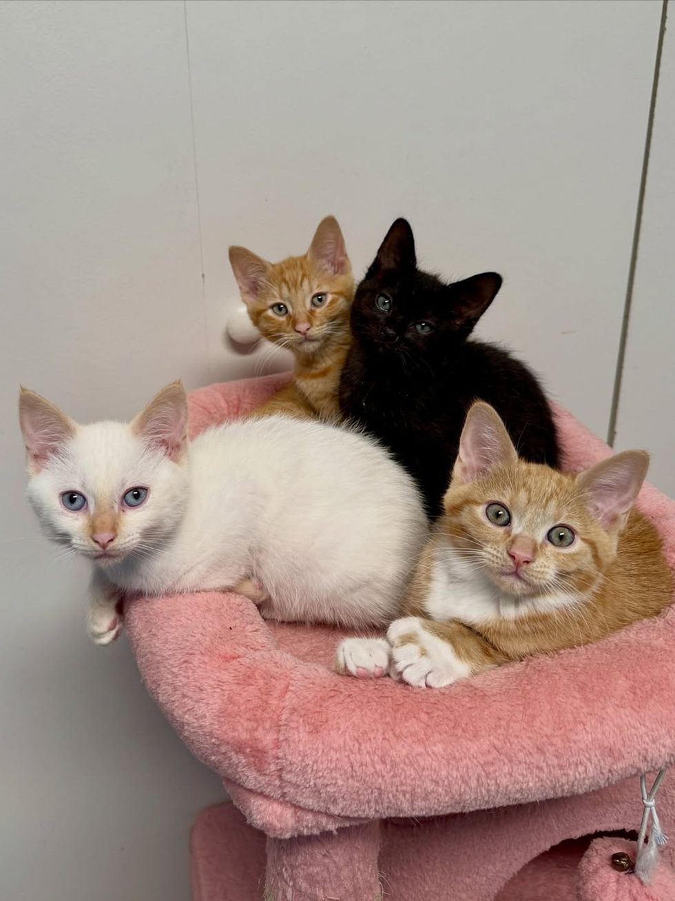 4 kittens all looking at the camera, 1 white, 2 orange, 1 black