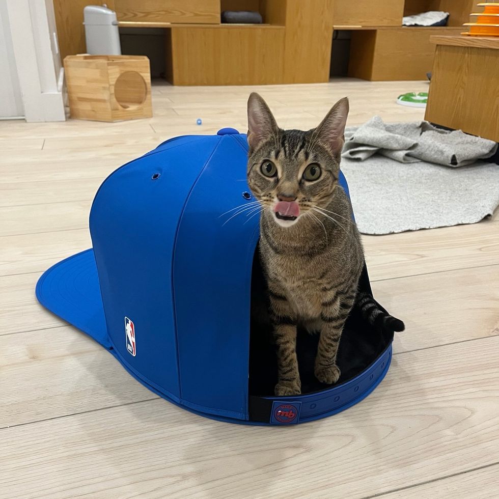A a brown tabby cat with green eyes, licking his face while sitting inside a bright blue sports hat on the floow.