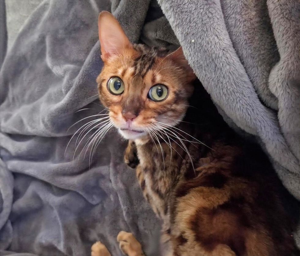 A Bengal cat looks up at you, green eyes wide.