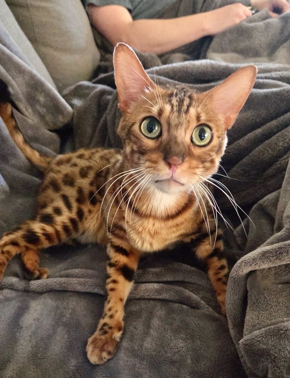 A Bengal cat lounges on a grey blanket on a couch, gazing at the camera.