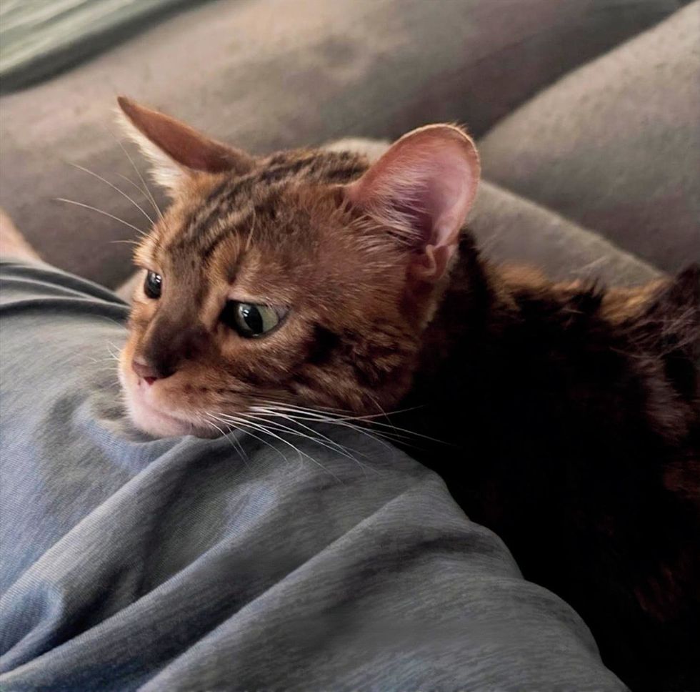 A Bengal cat rests its chin on a person's jeans-clad leg, eyes half closed.