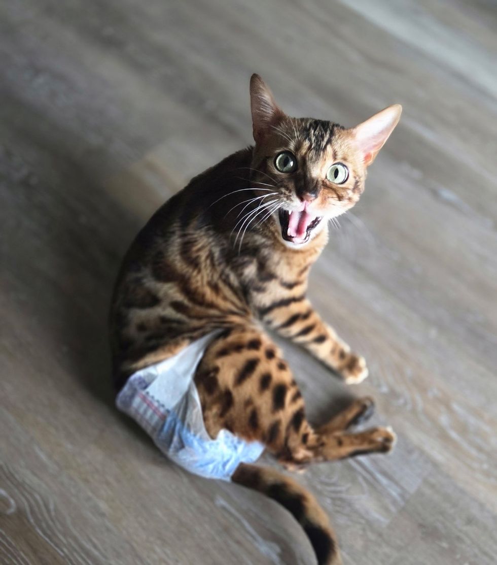 A Bengal cat sits mid-meow on a wood floor, wearing a small white diaper.
