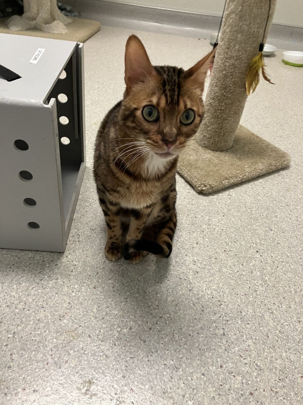A Bengal cat sits on a floor beside a carrier box and a cat tree, looking at the camera.