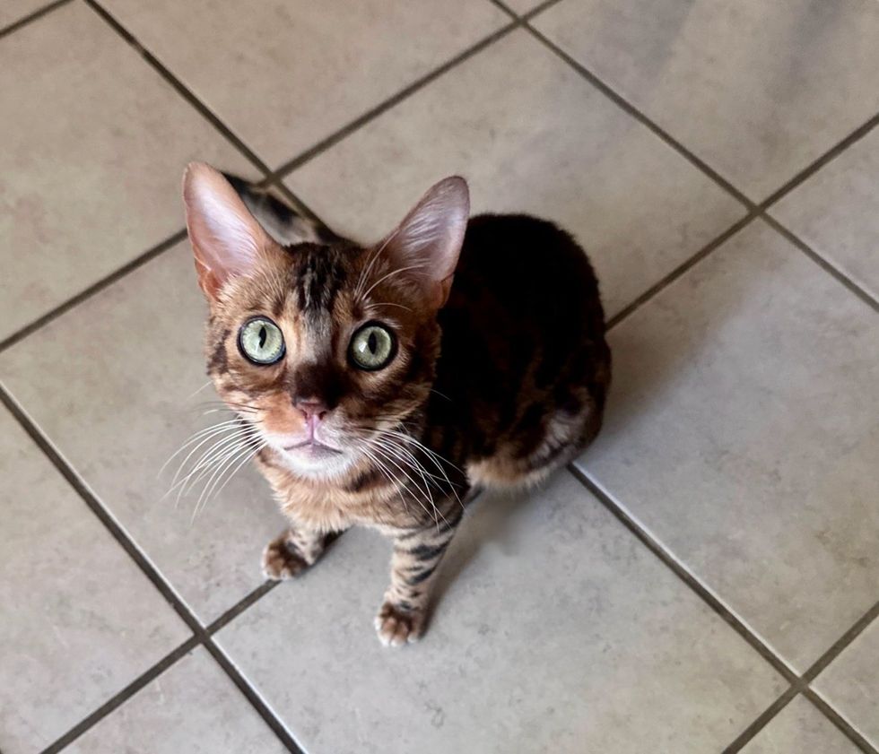 A Bengal cat with enormous green eyes sits on a tile floor, staring up at the camera.