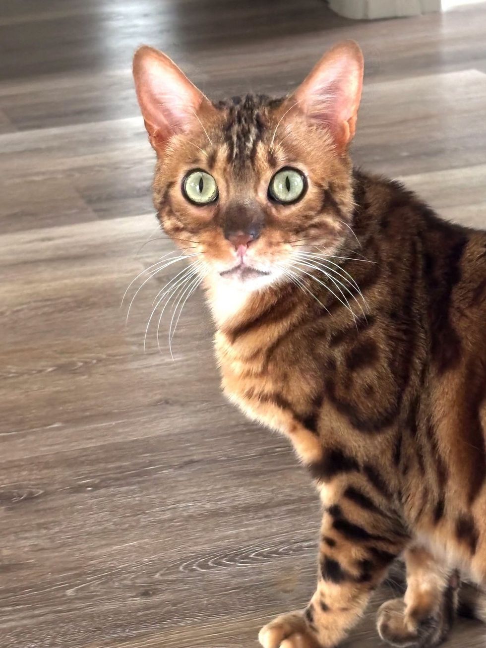 A Bengal cat with large green eyes glances toward the camera on a wood floor.