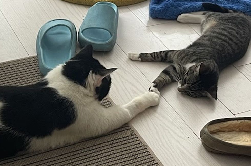 A black-and-white cat and a tabby cat lie on a light floor reaching toward each other, paws nearly touching.