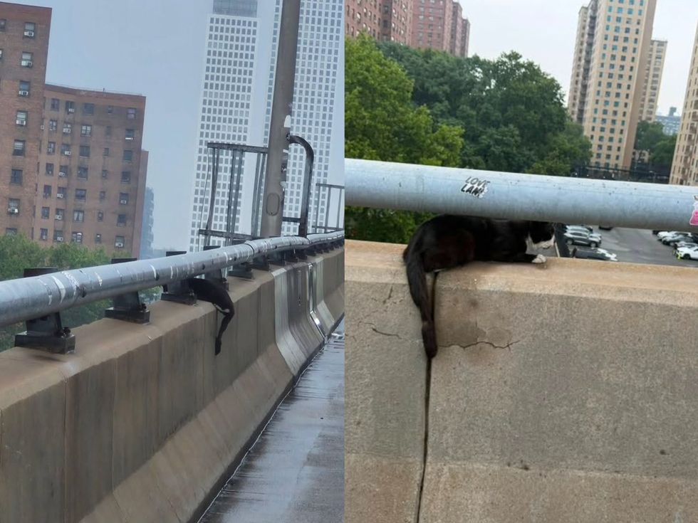 A black-and-white cat clings to a narrow ledge on the Williamsburg Bridge, high above a city street.