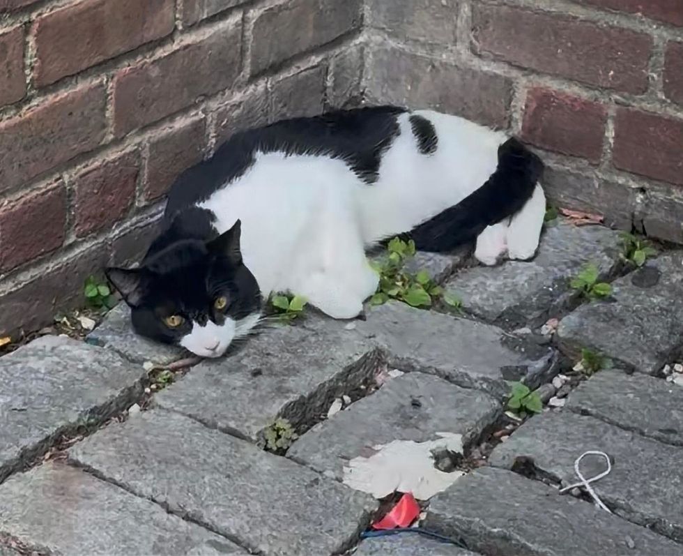 A black-and-white cat crouched low against a brick wall on cobblestones, looking wary.