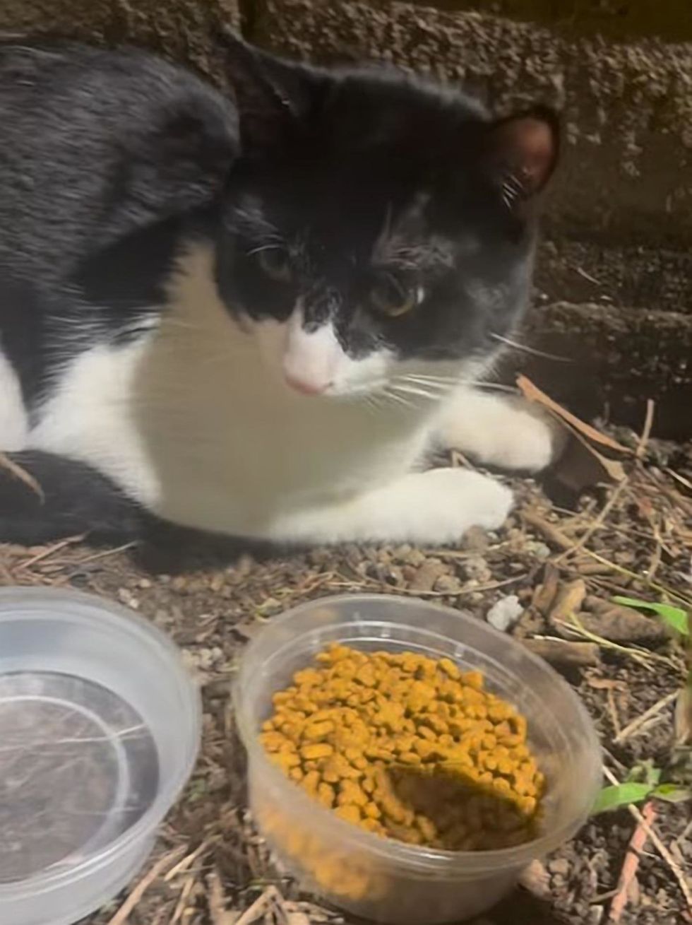 A black-and-white cat crouched outdoors beside two containers of food at dusk.