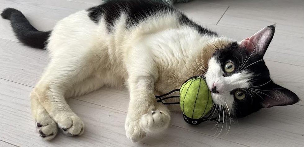 A black-and-white cat lies on a pale floor on its side, holding a small green ball toy between its paws.