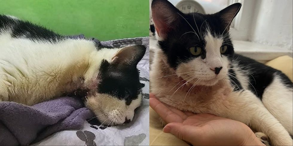 A black-and-white cat lies on a paw-print blanket against a green wall, a red irritated patch visible near its neck. (left) A black-and-white cat rests on a person's open hand by a window, small reddened patches visible on its chin and neck. (right)