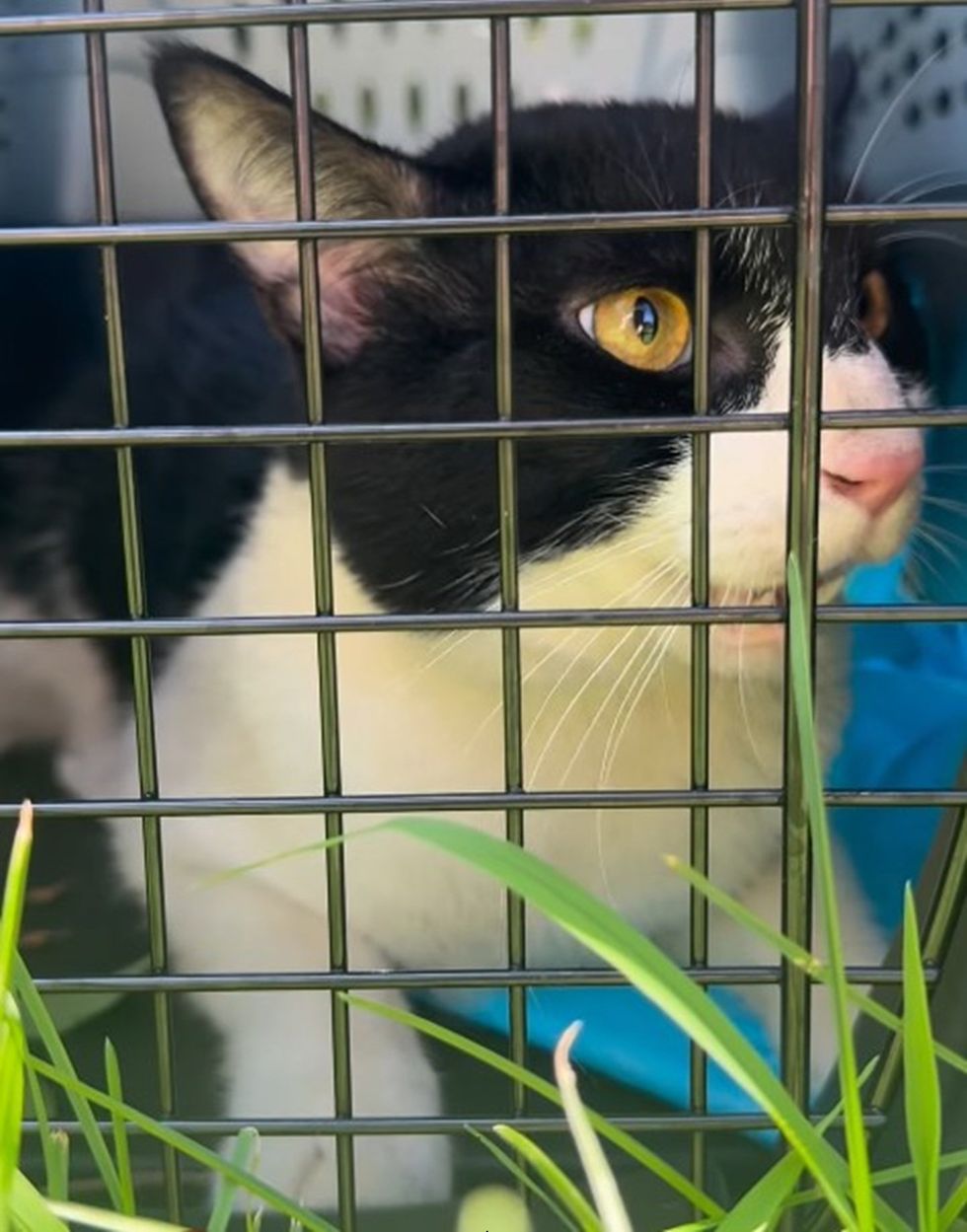 A black-and-white cat looking out through the wire door of a rescue trap.