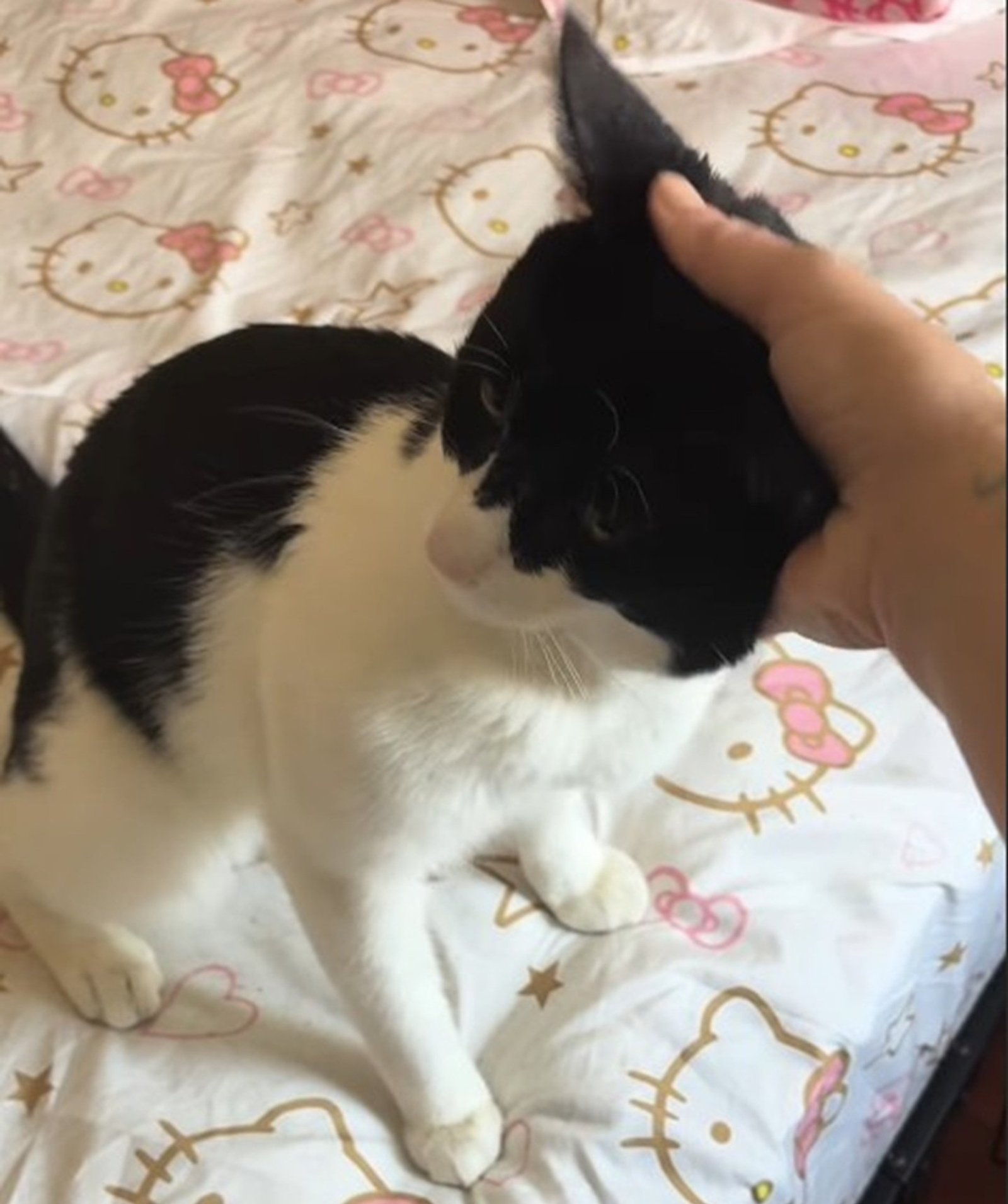 A black-and-white cat lying against a person's arm and gazing up at the camera.