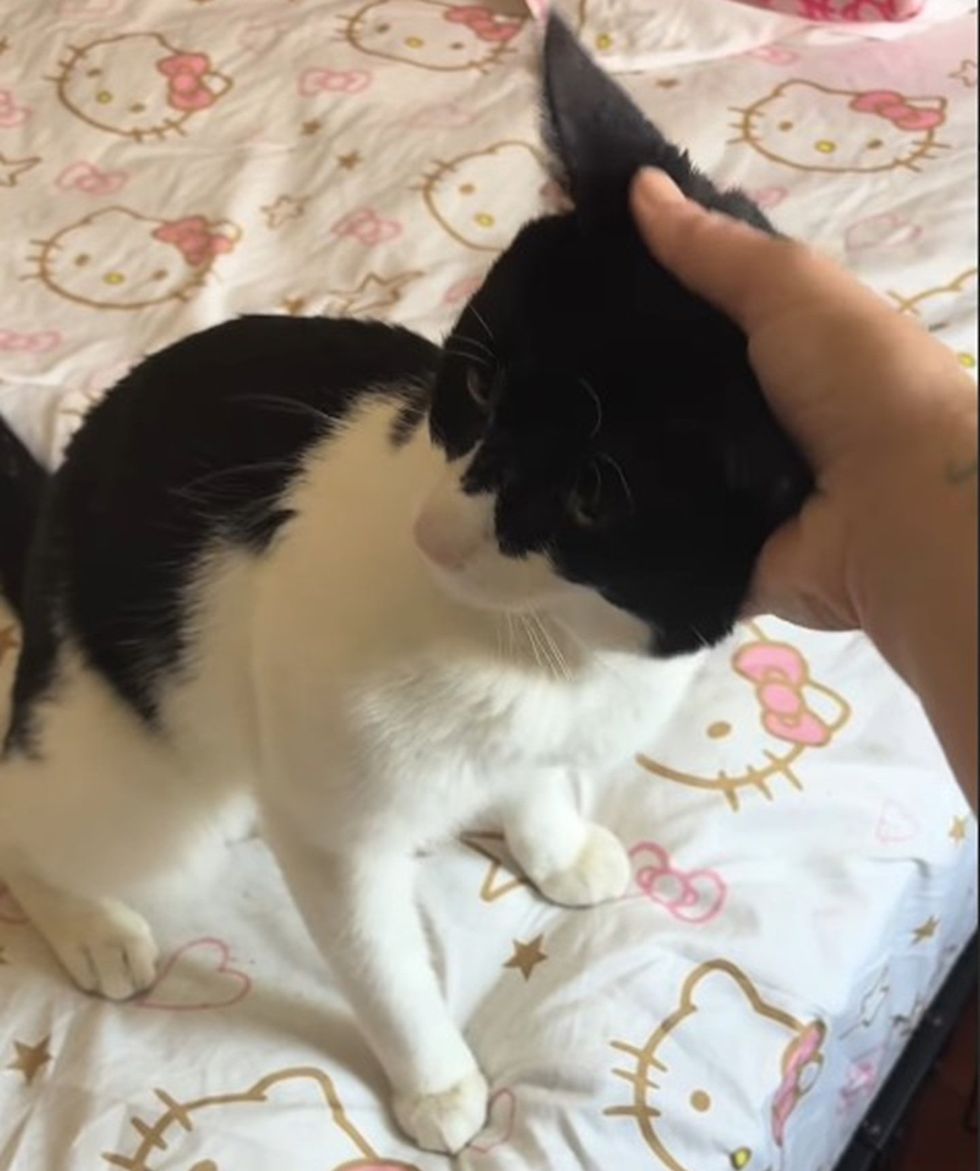A black-and-white cat lying against a person's arm and gazing up at the camera.