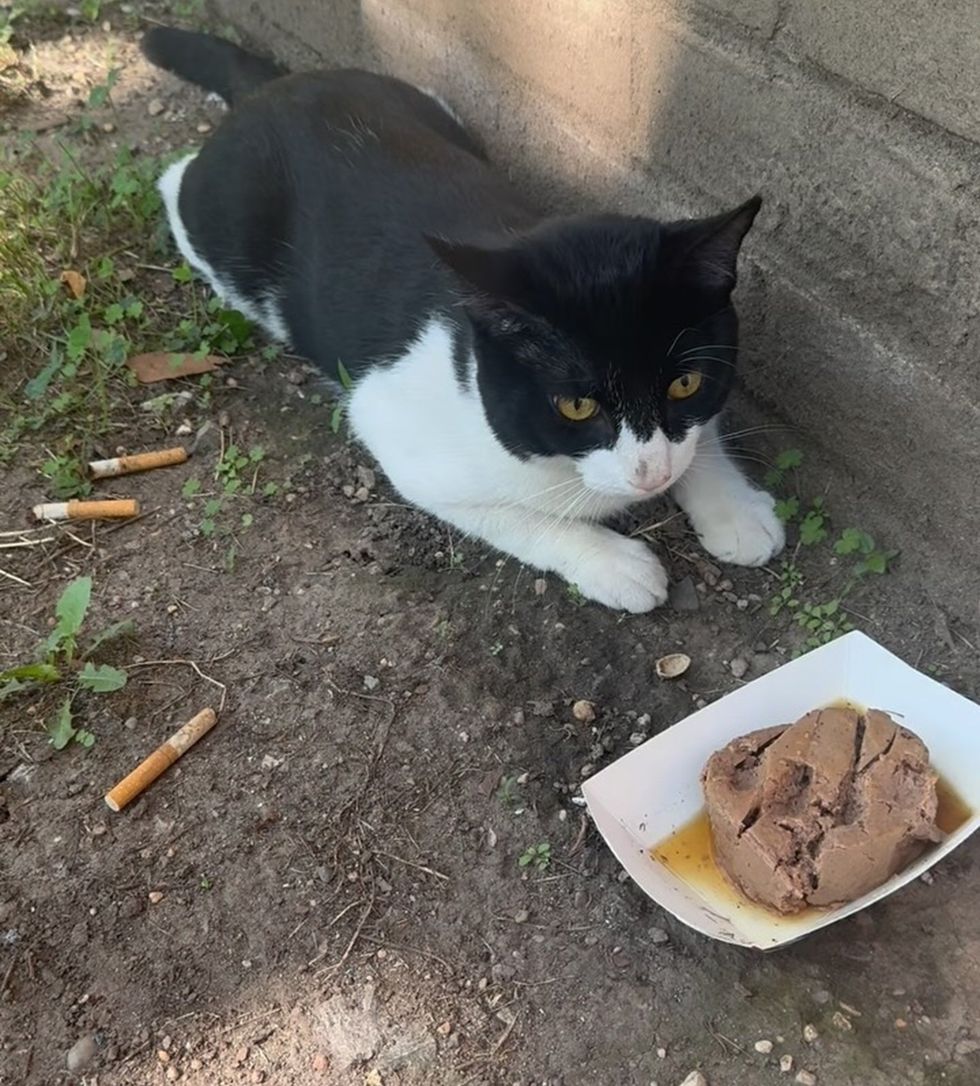 A black-and-white cat lying by a concrete wall beside a tray of food on bare ground.