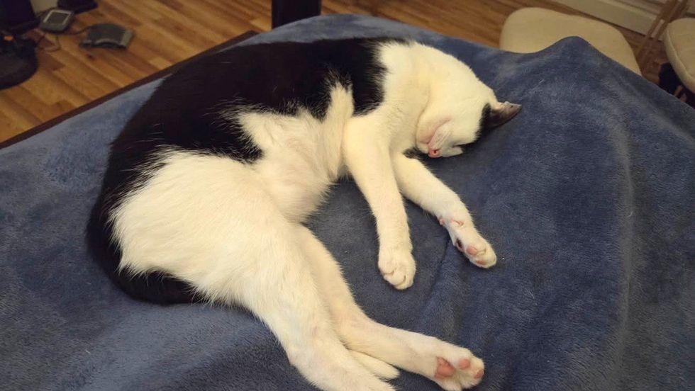 A black and white cat nestles into a blue blanket.
