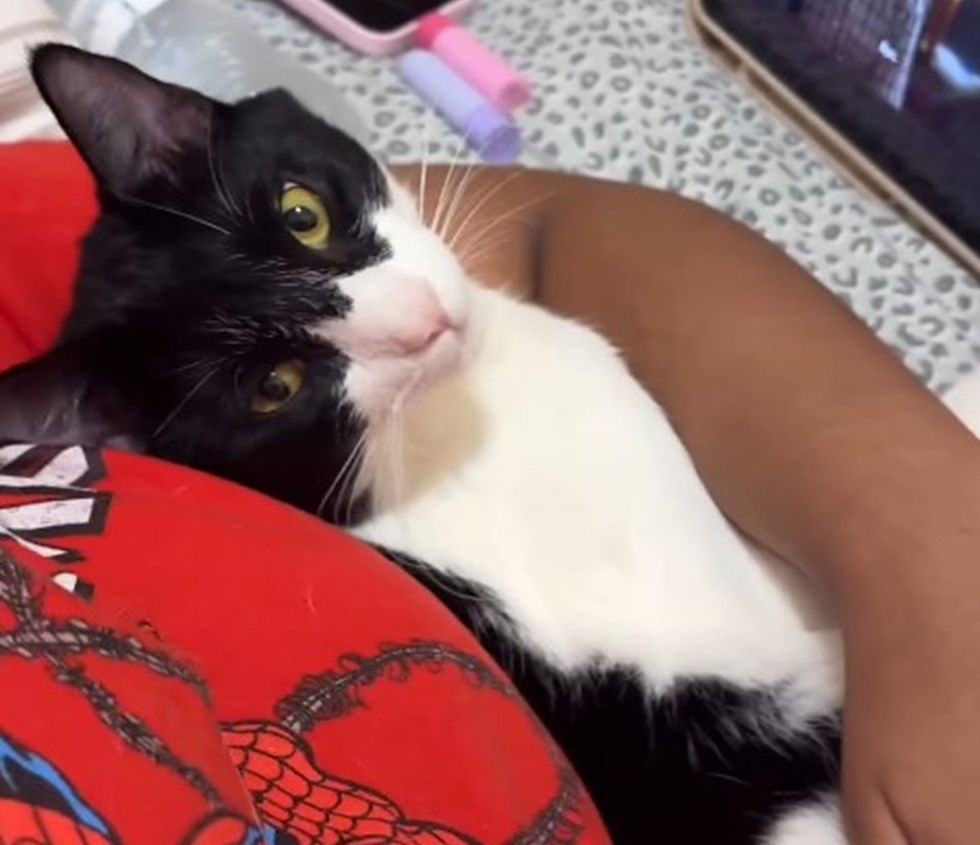A black-and-white cat on a patterned blanket leaning into a hand petting his head.