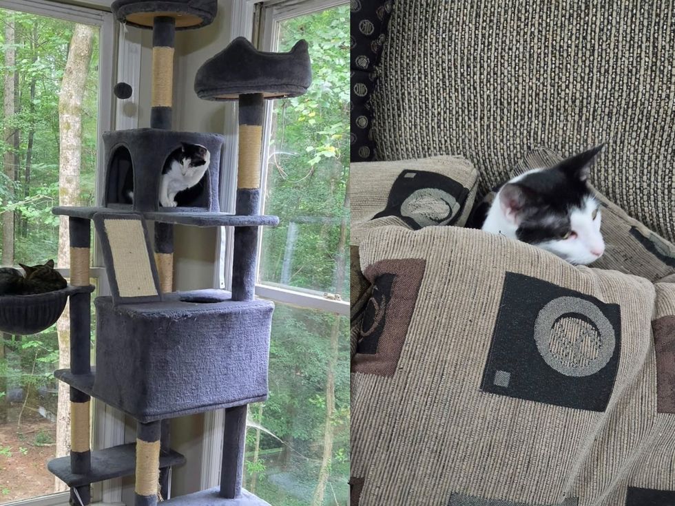 A black and white cat perches inside the cubby of a tall cat tree by a window, with a second cat resting below. (left) A black and white cat sleeps poking out from under a blanket. (right)