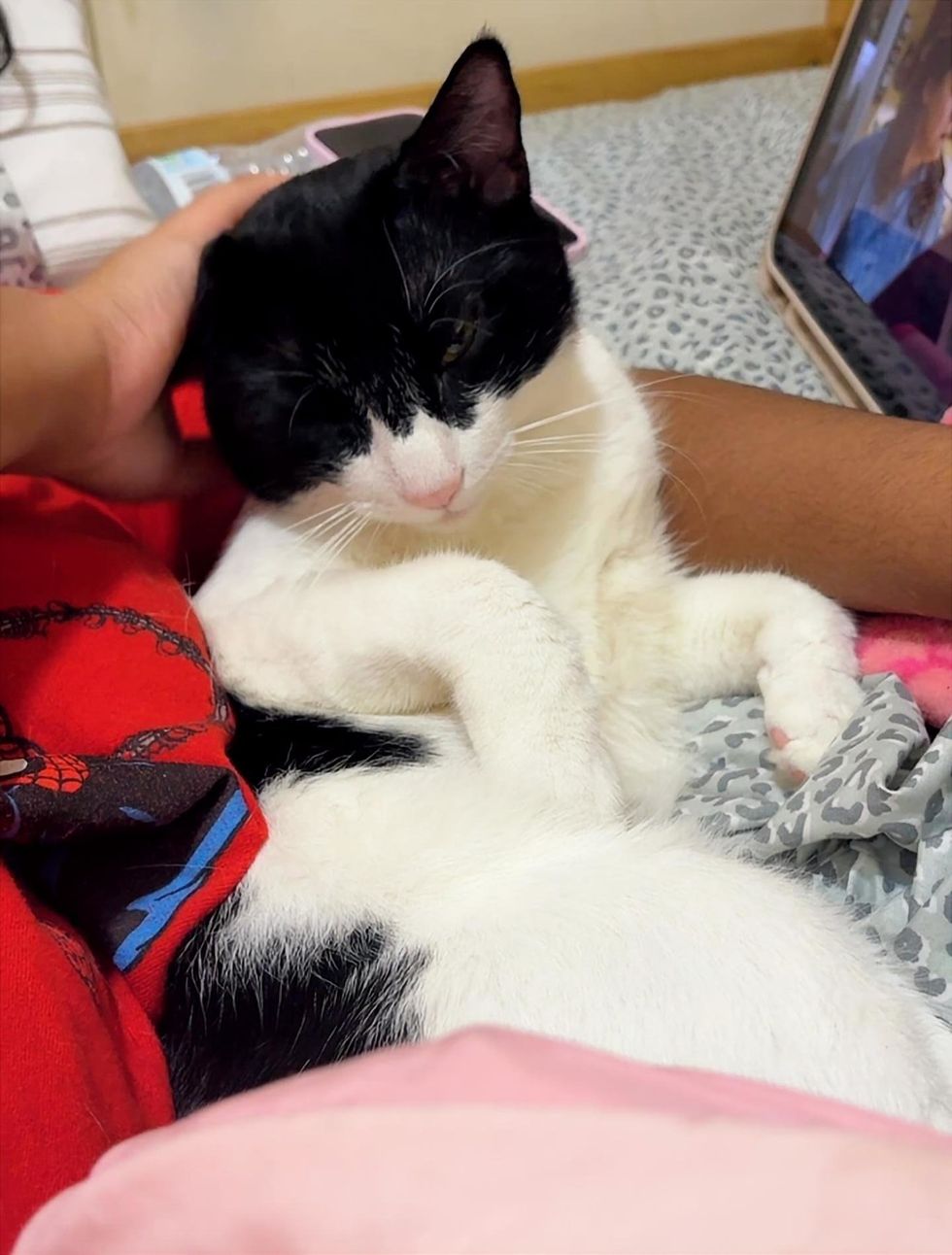 A black-and-white cat resting against a person's arm while a hand pets his head.
