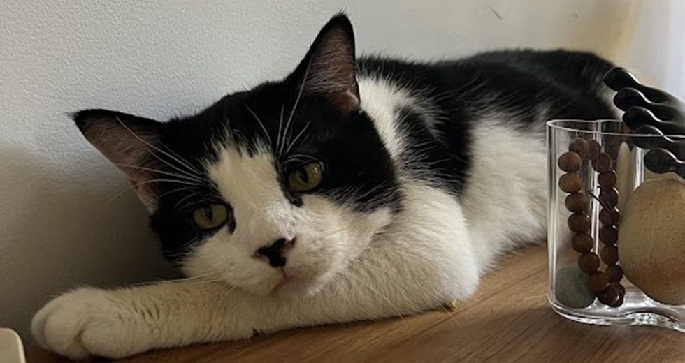 A black-and-white cat rests its chin on a wooden surface beside a glass of beads, looking sleepy and content.