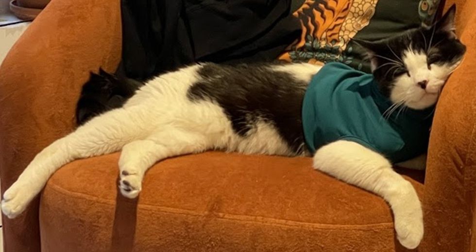 A black-and-white cat rests on a brown colored chair snoring away.