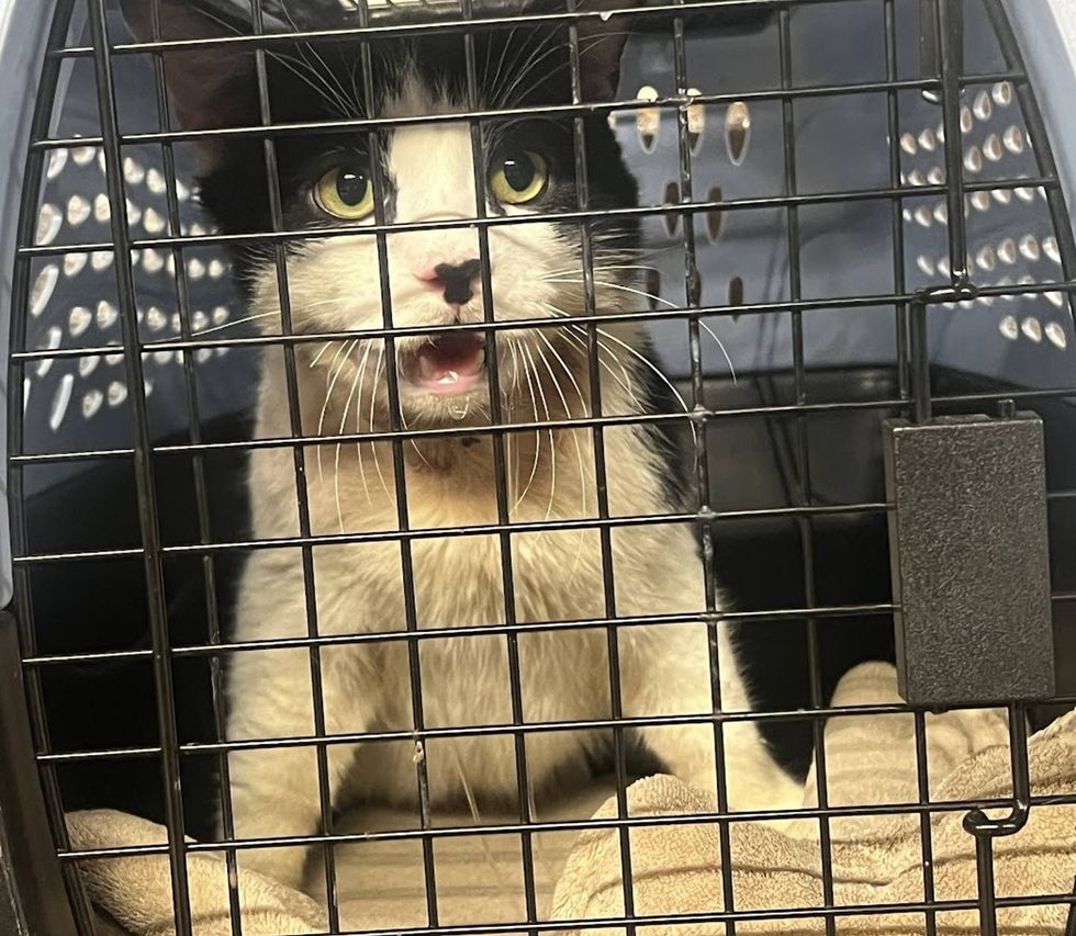 A black-and-white cat sits inside a plastic carrier with its mouth open mid-meow, looking out through the metal door.