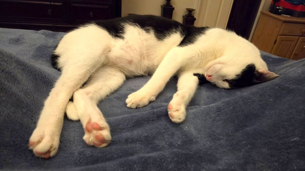 A black and white cat sleeps curled on a blue blanket, paws stretched.