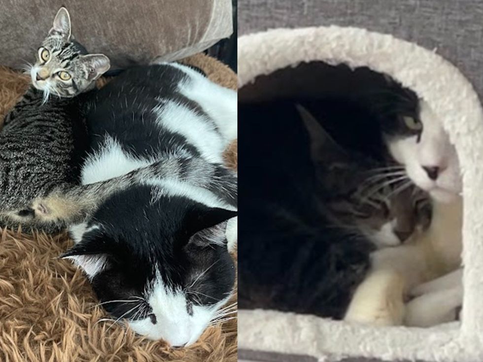 A black-and-white cat sleeps pressed against a brown tabby cat on a fluffy brown blanket. (left) A tuxedo cat and a tabby cat squeeze together inside the round opening of a white fabric cat hut. (right)